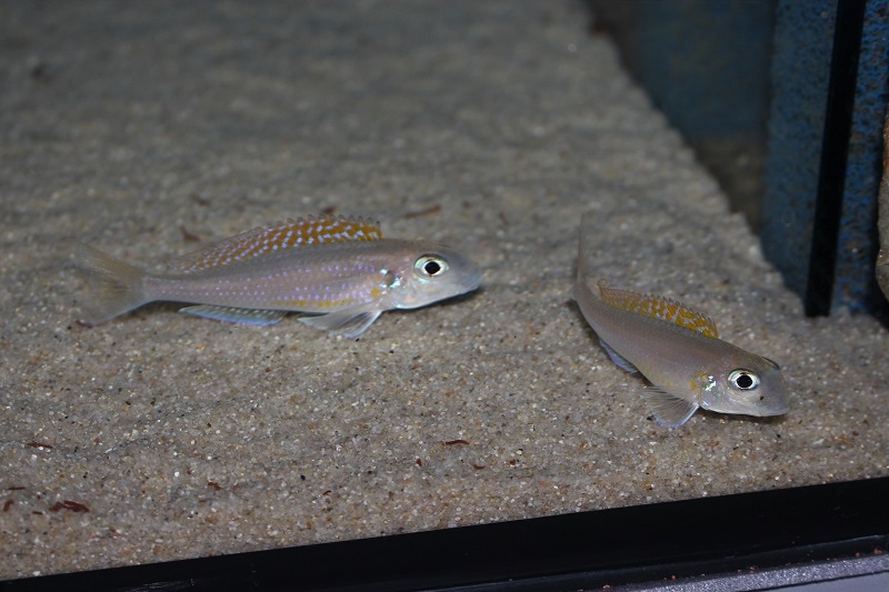 Xenotilapia flavipinnis 'Kagunga'
